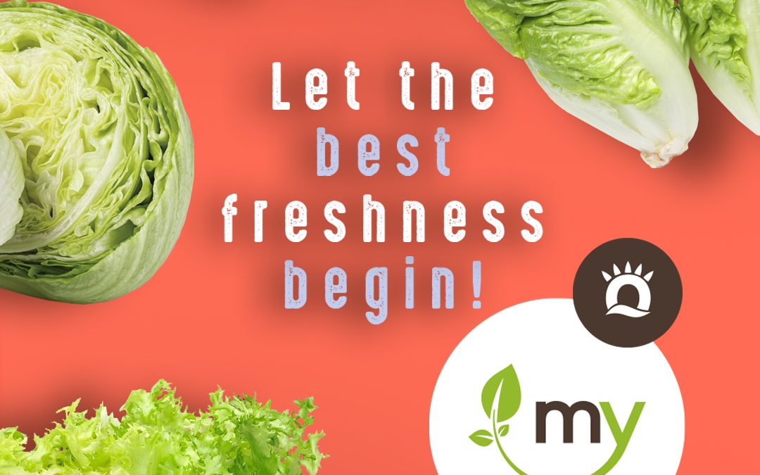 Catálogo de productos: Lechugas frescas